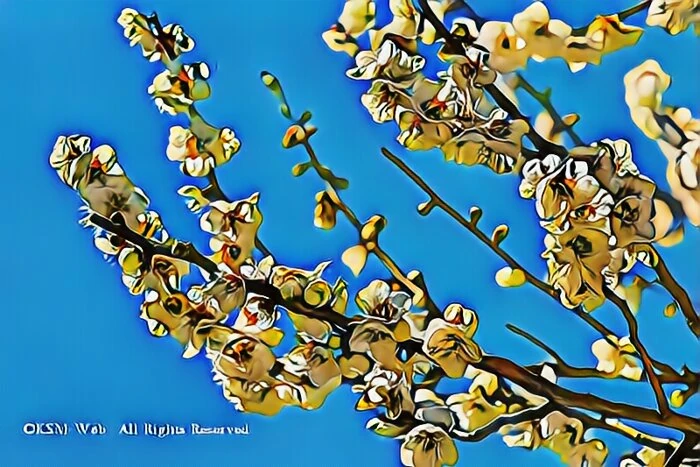 修善寺梅林の梅