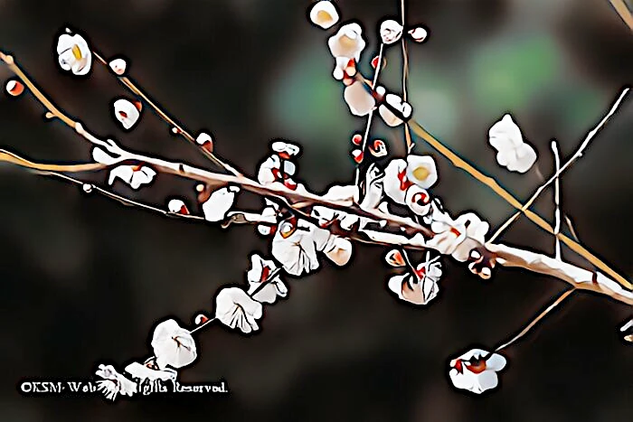 修善寺梅林の梅