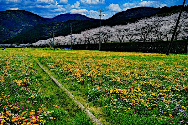 那賀大規模花畑と桜の写真