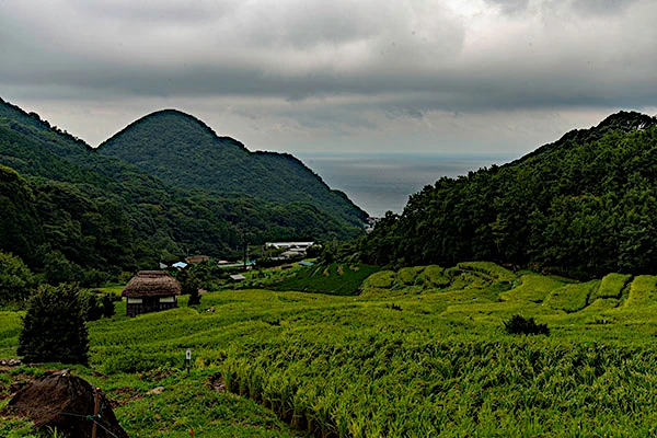 石部の棚田の写真