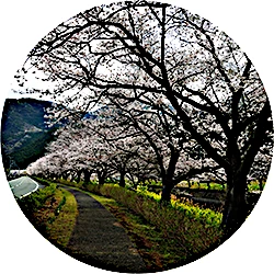 那賀川沿いの桜並木