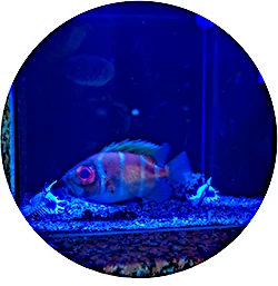 沼津港深海水族館
