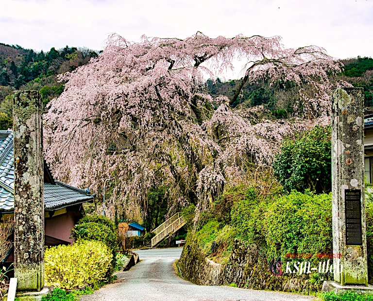 旧船原小学校跡のしだれ桜