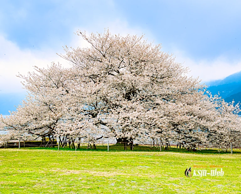 箱根園 湖畔の一本桜