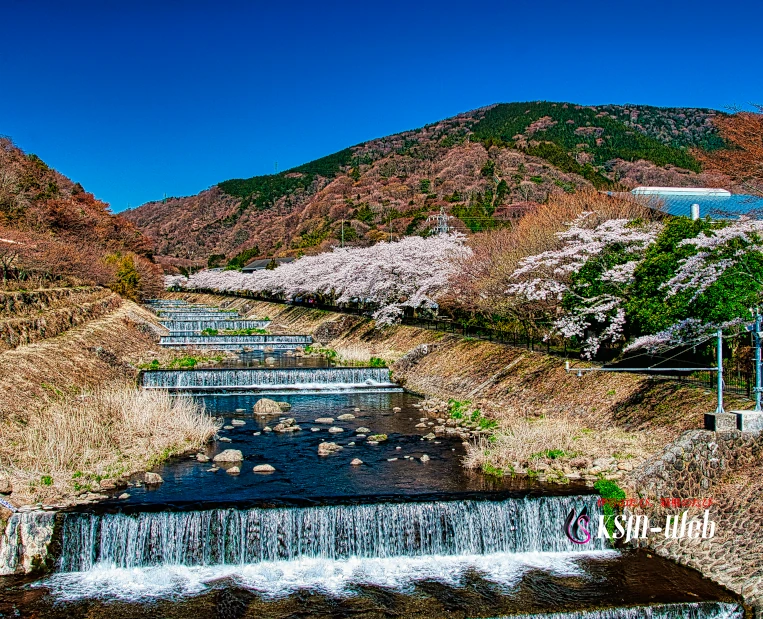 宮城野「早川堤」の桜並木