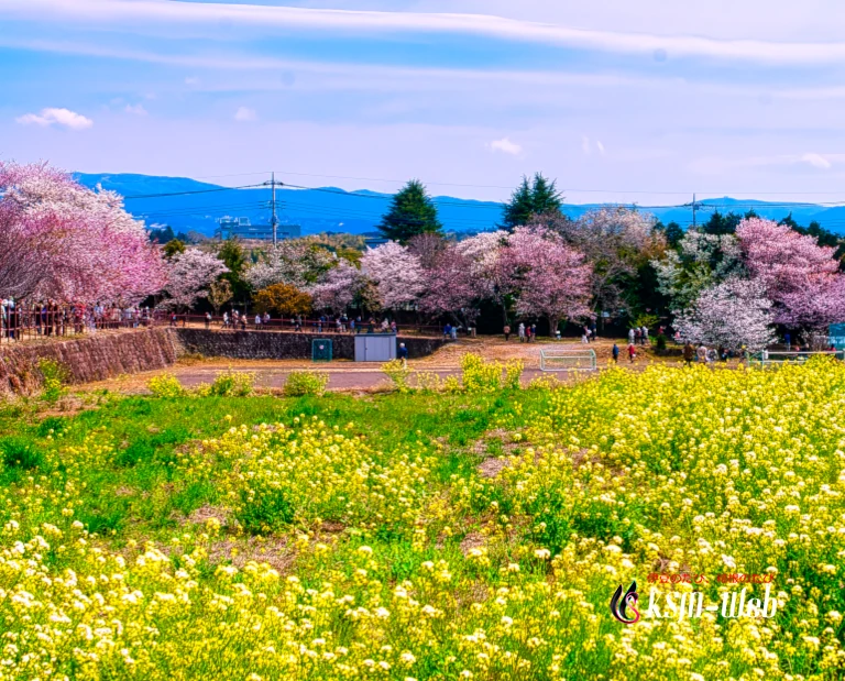 三島国立遺伝学研究所