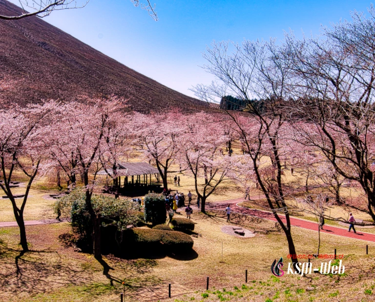 伊東 さくらの里の桜