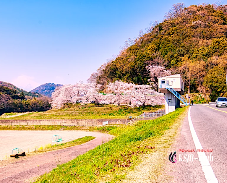 狩野川さくら公園の桜