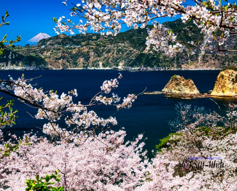 黄金崎公園の桜