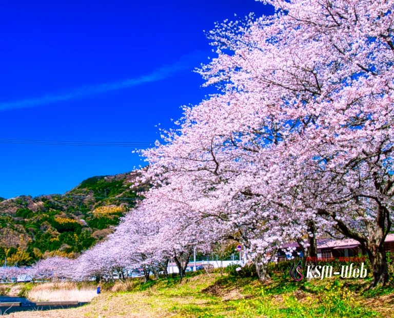 松崎町那賀バイパスの桜