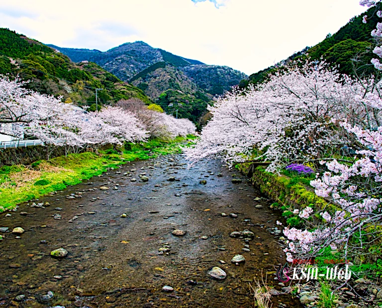 大沢温泉の桜並木