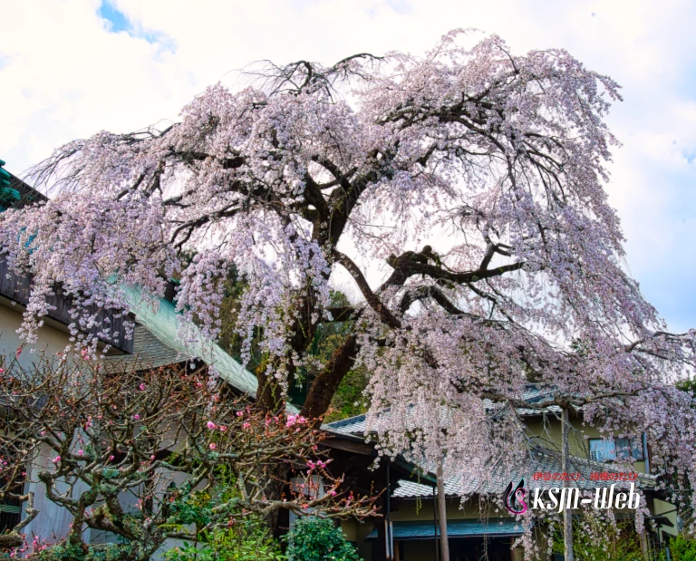 大仁龍源院のしだれ桜