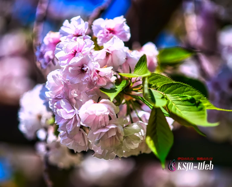土肥 最福寺のしだれ桜
