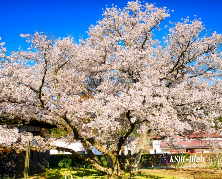 瑞泉郷のともえ桜