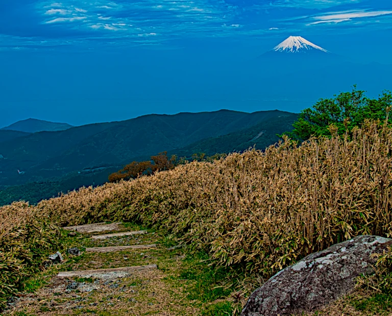 新緑の達磨山