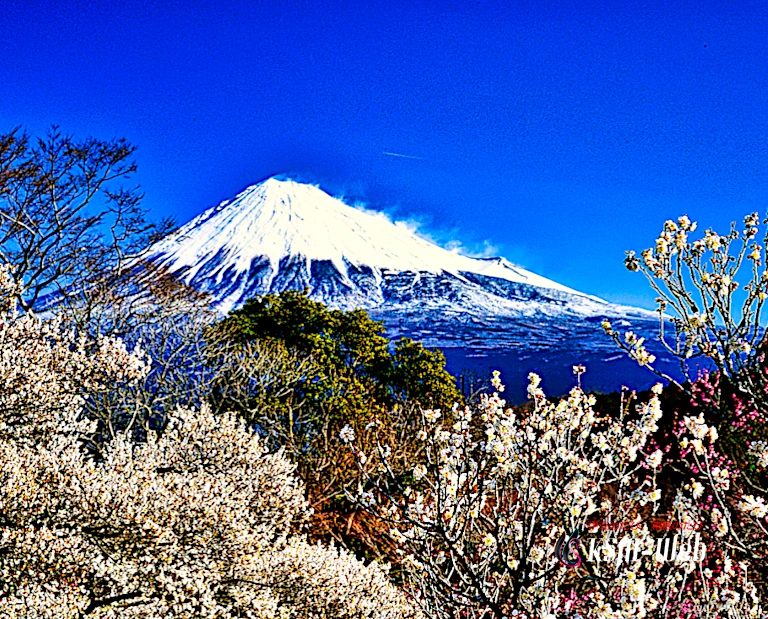 岩本山公園の梅園と富士山