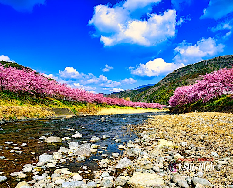 河津 桜