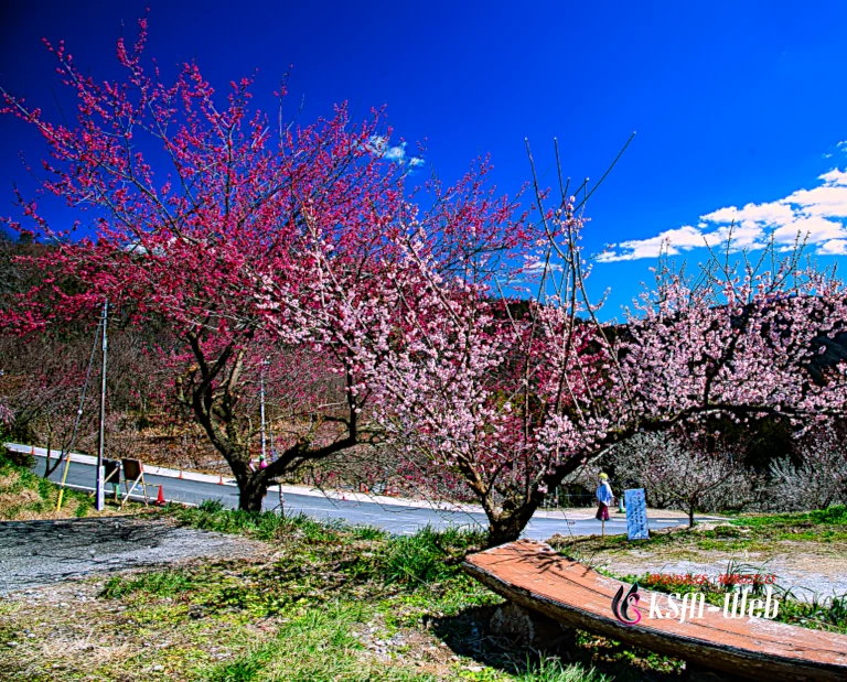 伊豆月ヶ瀬 梅林