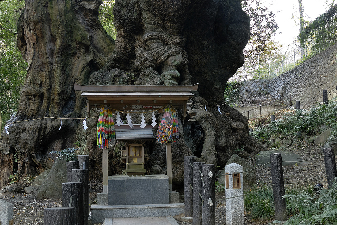 来宮神社