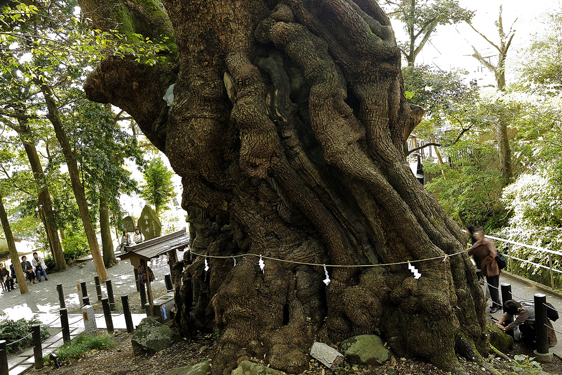 来宮神社