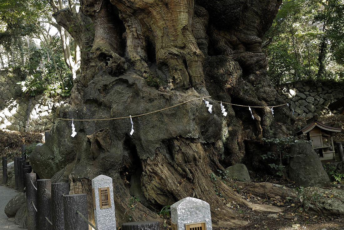 来宮神社