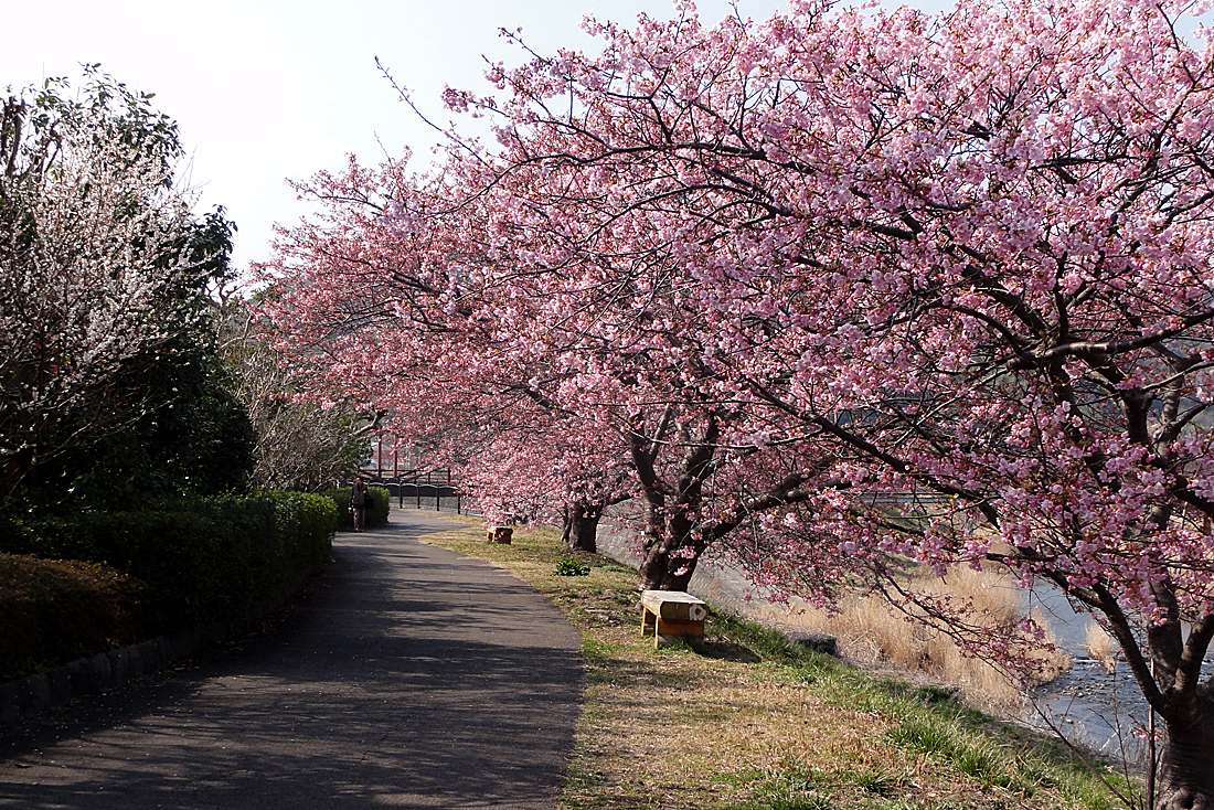 みなみの桜と菜の花まつり