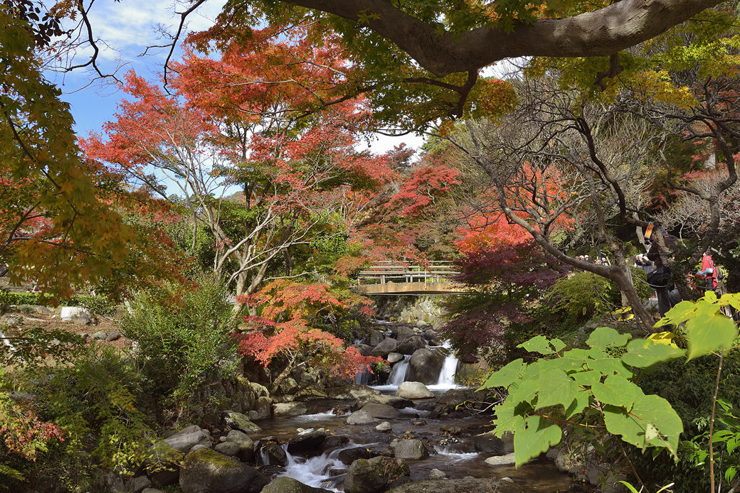 >熱海梅園の紅葉