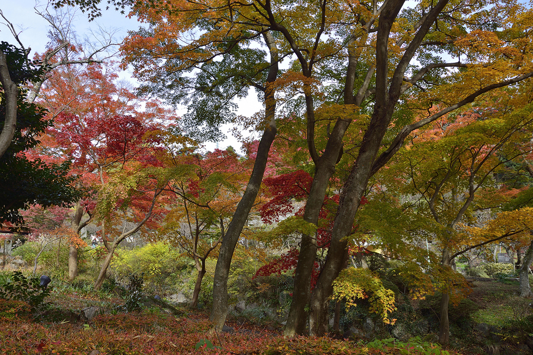 熱海梅園の紅葉