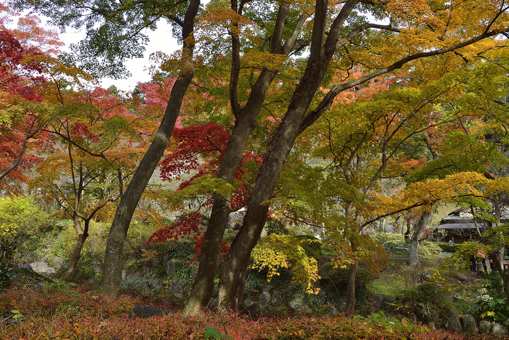 熱海梅園の紅葉