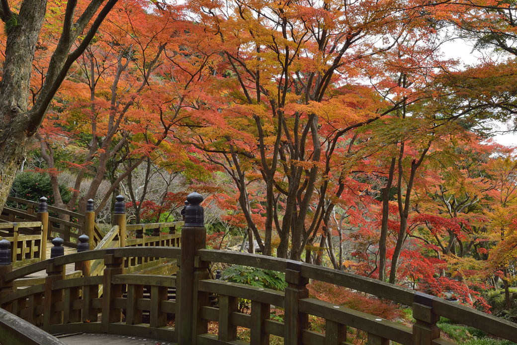 熱海梅園の紅葉