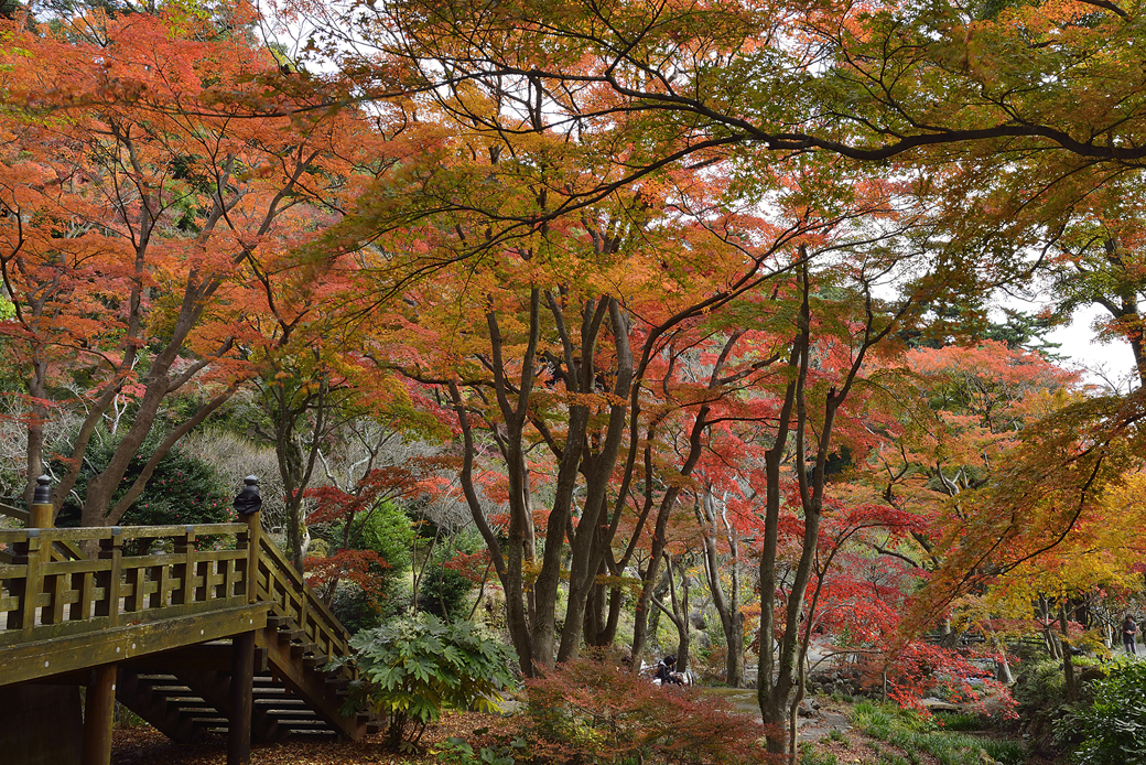 熱海梅園の紅葉