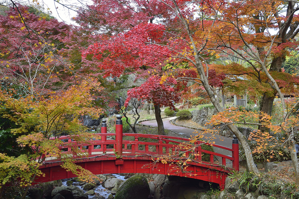 熱海梅園の紅葉