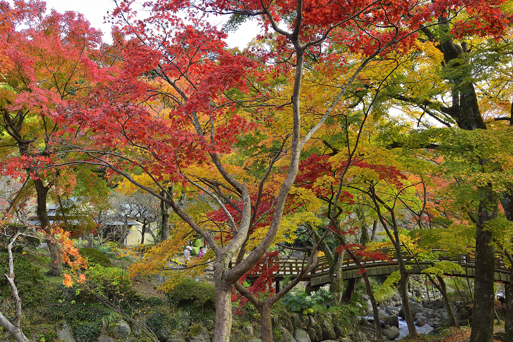 熱海梅園の紅葉