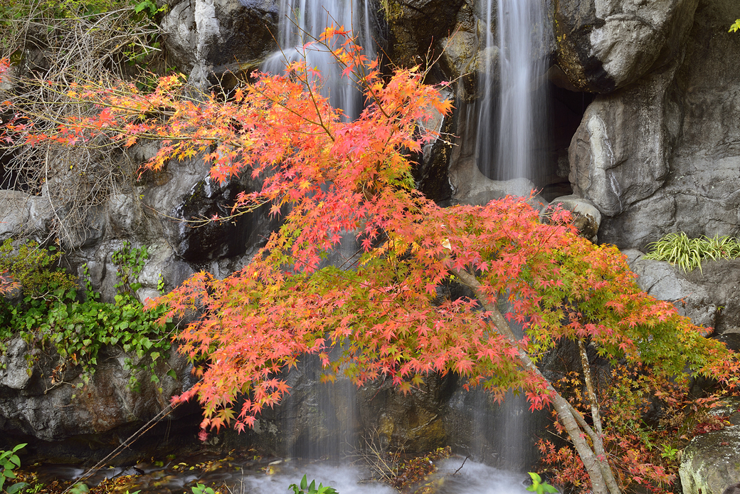 熱海梅園の紅葉