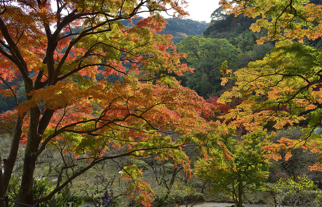 熱海梅園の紅葉