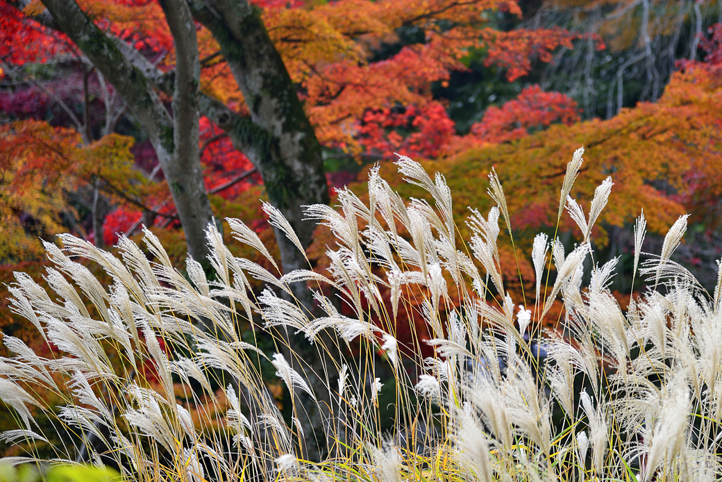 熱海梅園の紅葉