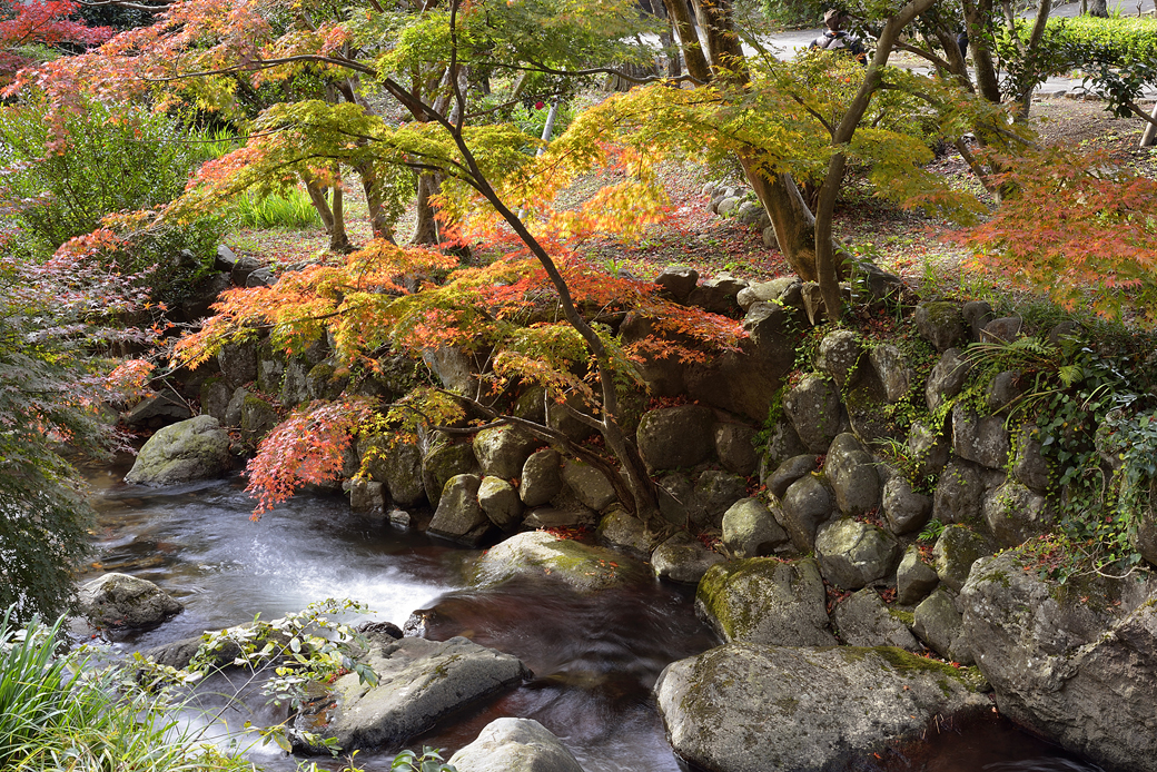 熱海梅園の紅葉