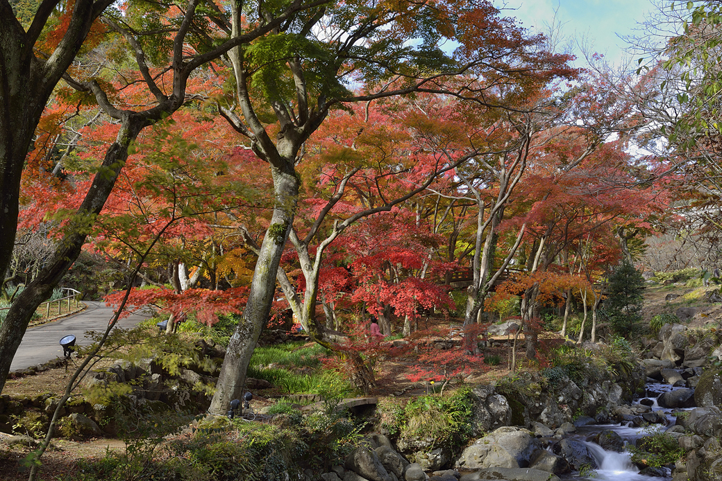 熱海梅園の紅葉