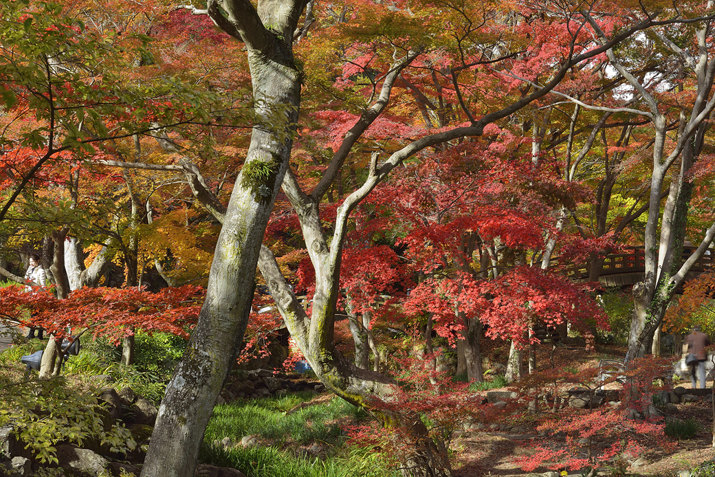 熱海梅園の紅葉