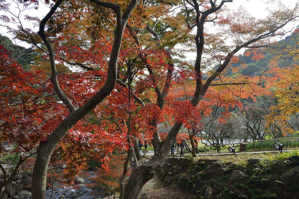 熱海梅園の紅葉