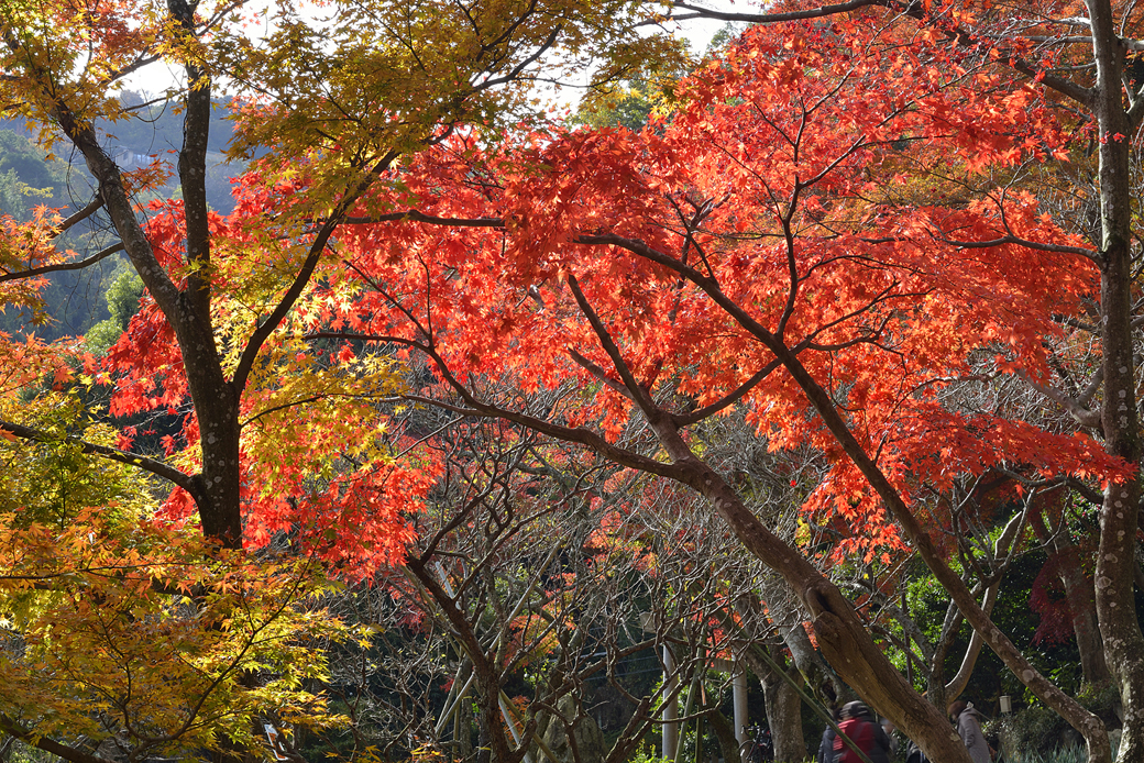 熱海梅園の紅葉