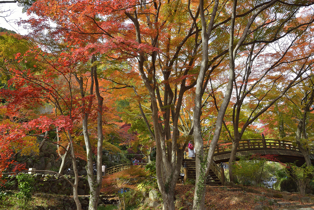 熱海梅園の紅葉