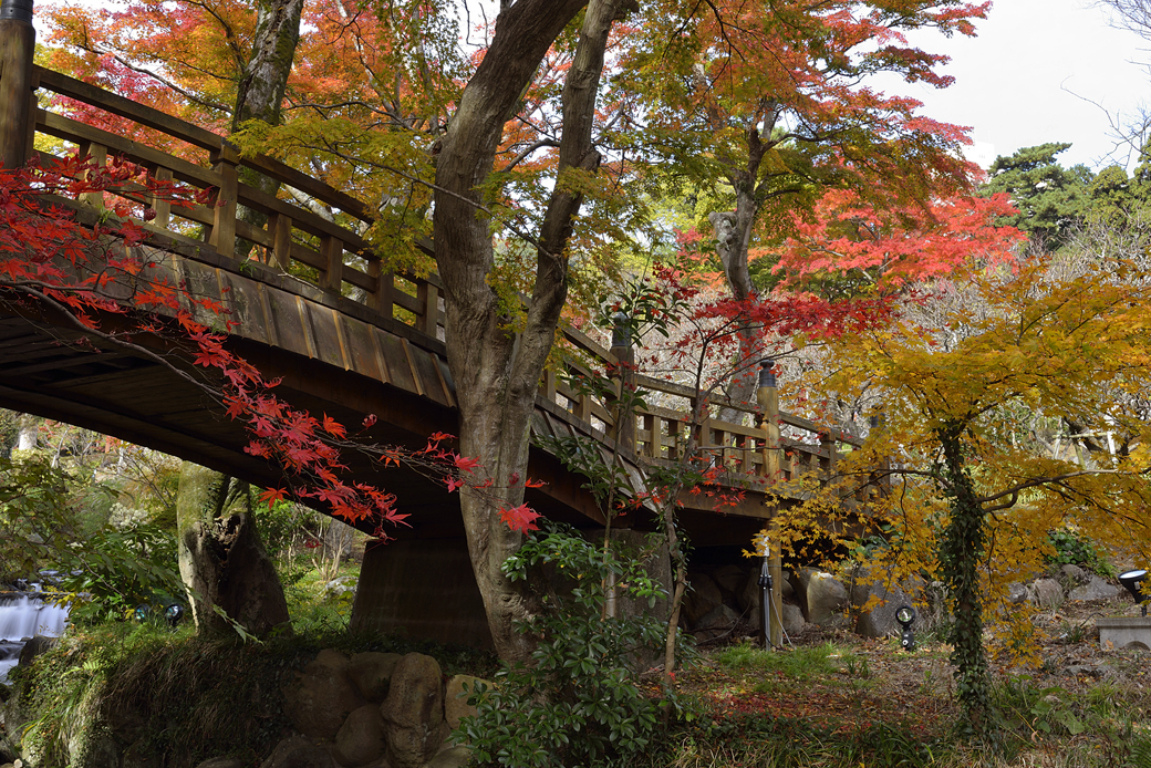 熱海梅園の紅葉