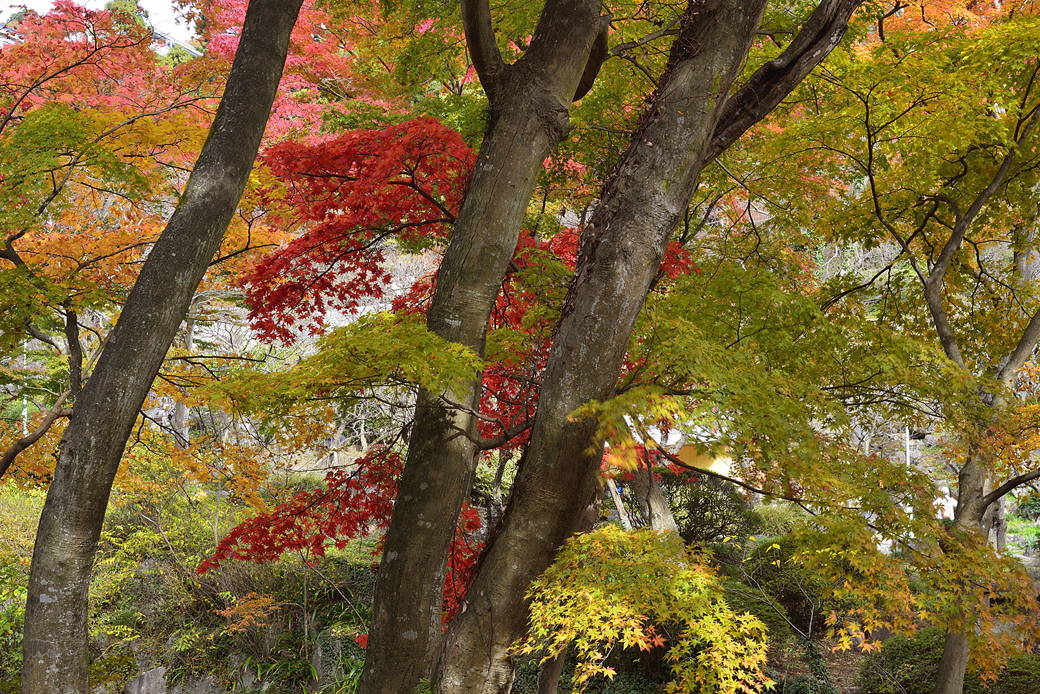 熱海梅園の紅葉