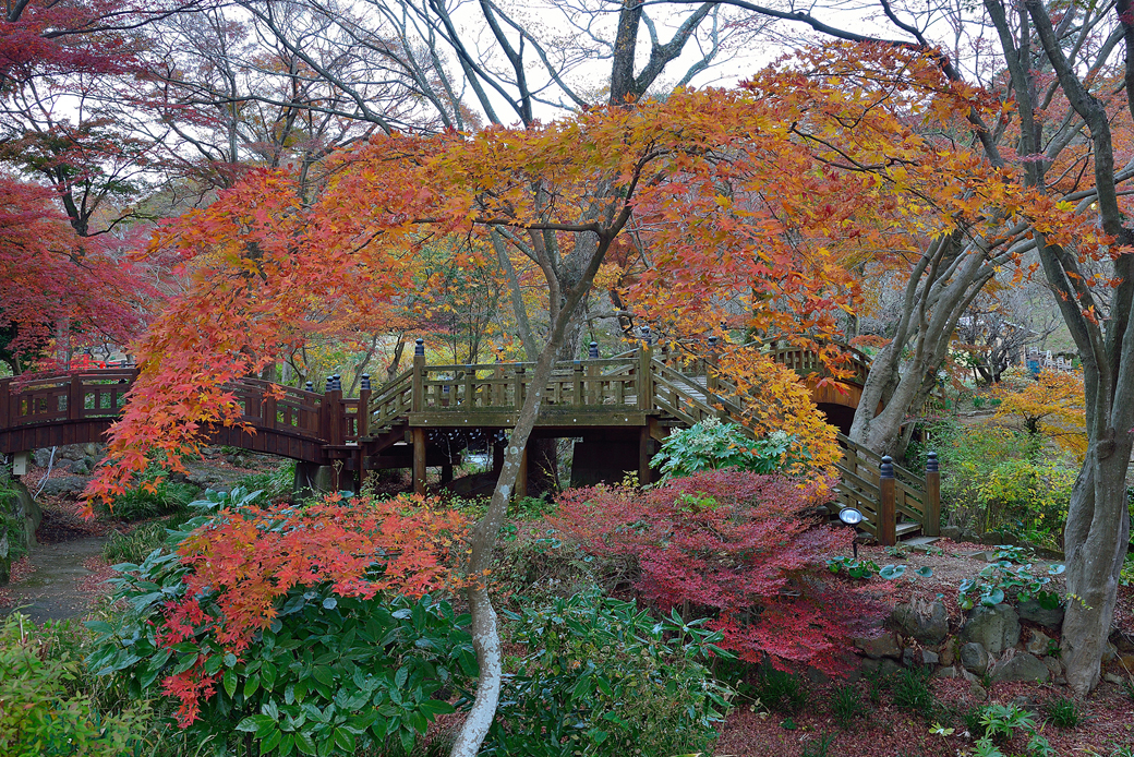 熱海梅園の紅葉ライトアップ