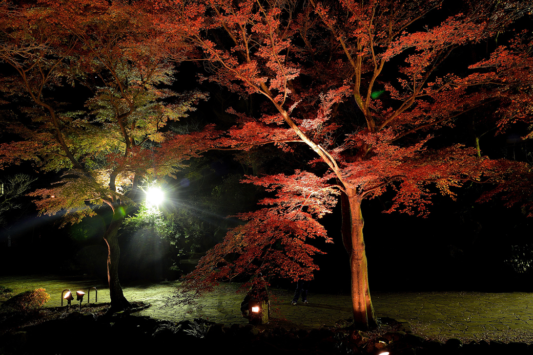 熱海梅園の紅葉ライトアップ