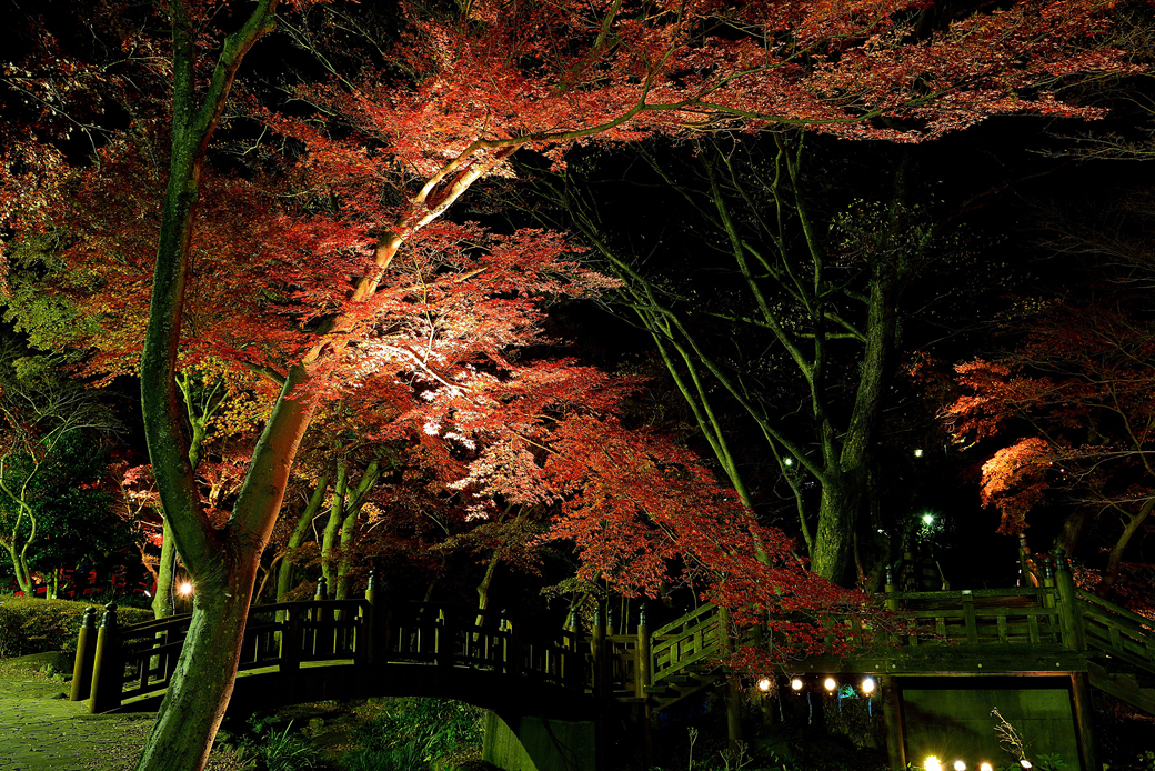 熱海梅園の紅葉ライトアップ