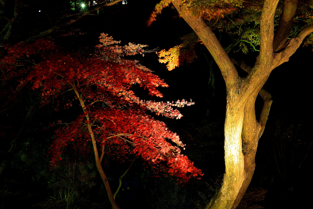 熱海梅園の紅葉ライトアップ