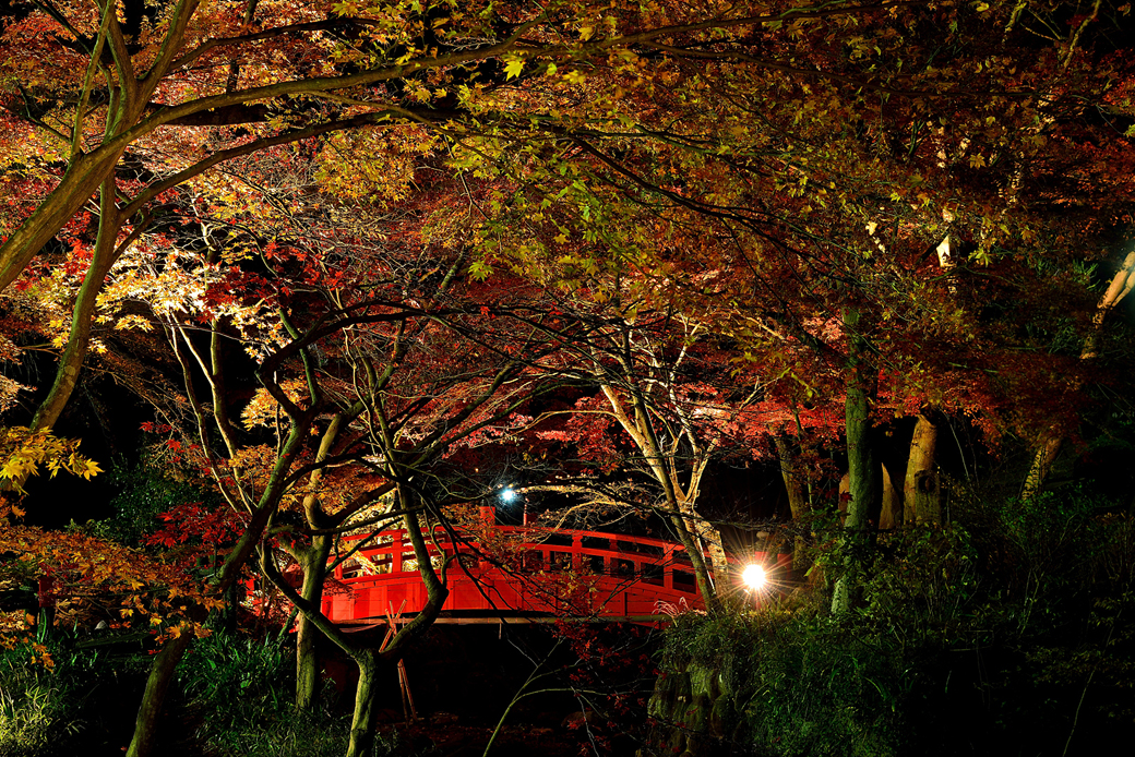 熱海梅園の紅葉ライトアップ
