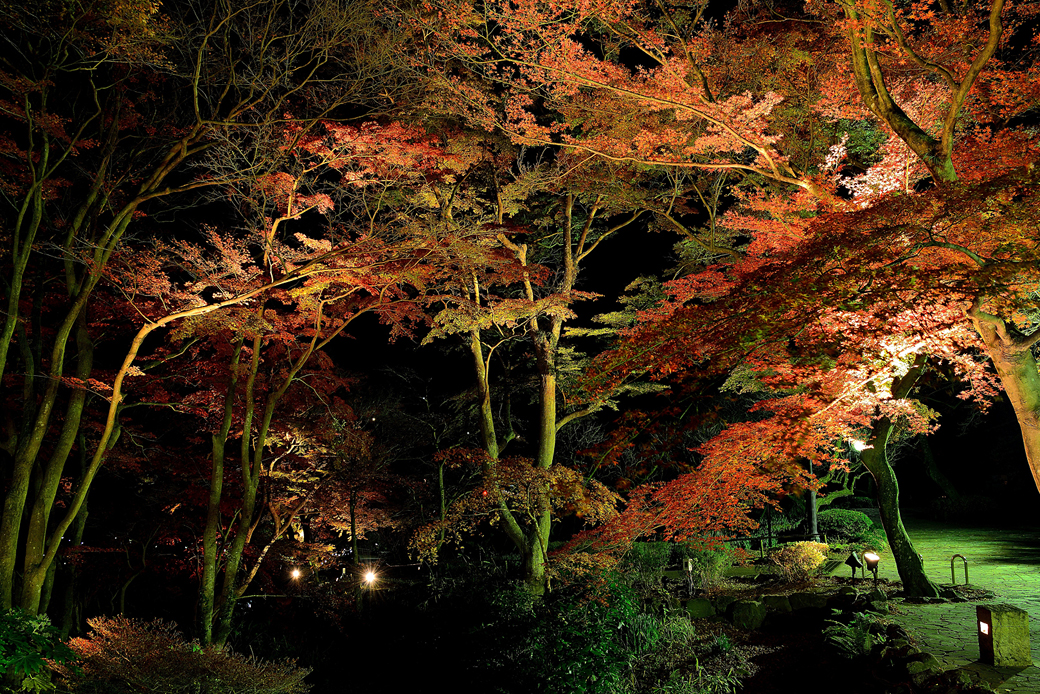 熱海梅園の紅葉ライトアップ